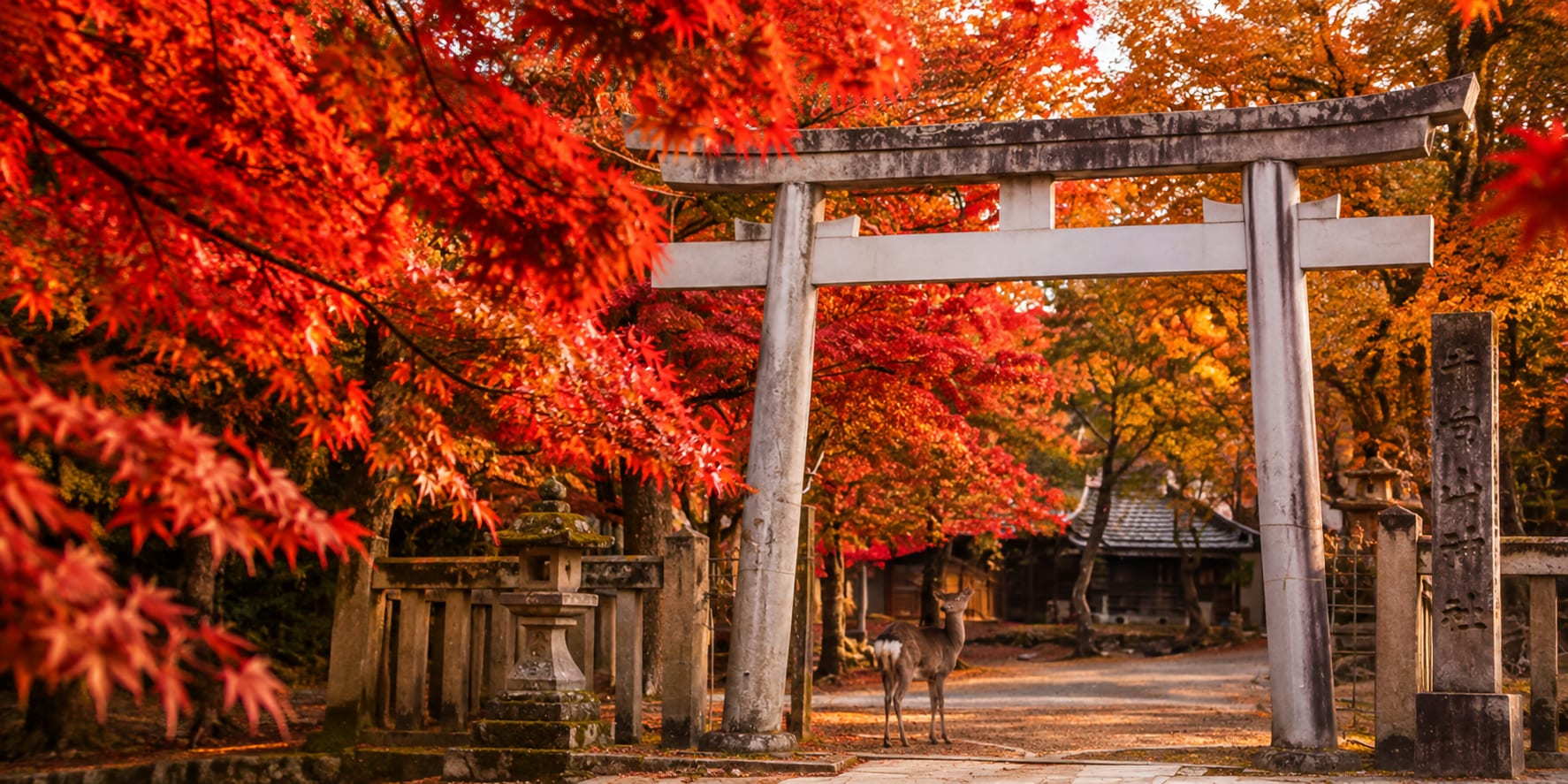 Red-roofed pagoda framed by fiery red and orange autumn foliage with Mount Fuji in the background